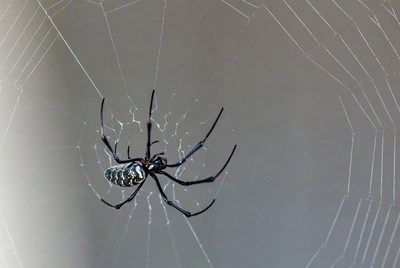 Black Spider on Web