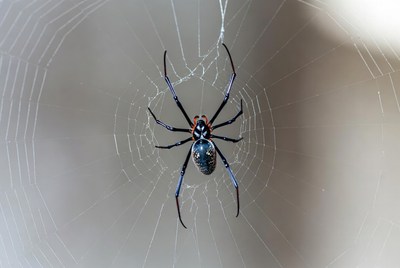 Black and Red Spider on Web