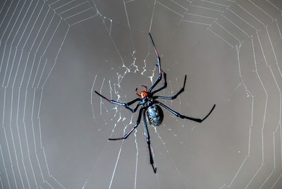 Black Widow Spider on Web