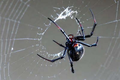 Redback Spider on Web