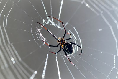 Redback Spider on Web