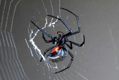 Black Widow Spider on Web