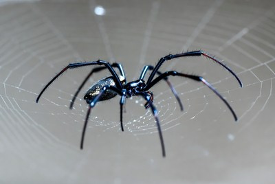 Black Spider on Web