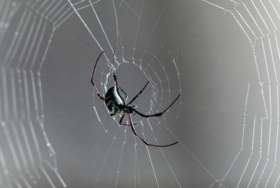 Black and Red Spider on Web