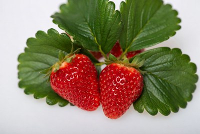 Two Fresh Strawberries with Leaves