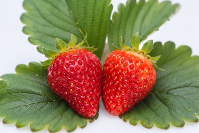 Two Ripe Strawberries on Green Leaves