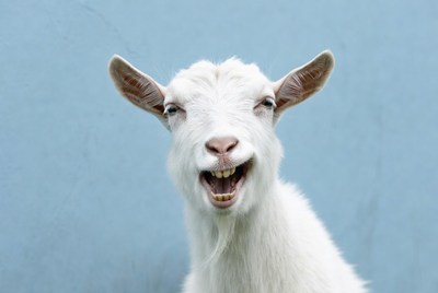White goat laughing on blue background