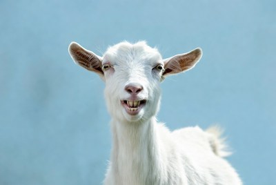 White goat smiling on blue background