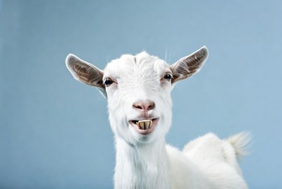 White goat smiling on blue background