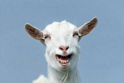 White goat smiling on blue background