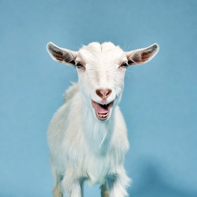 White baby goat laughing