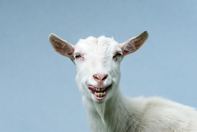 White goat laughing on blue background