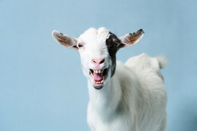 Goat yelling with open mouth