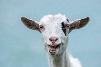 Goat laughing with open mouth