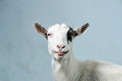 Smiling white goat on blue background