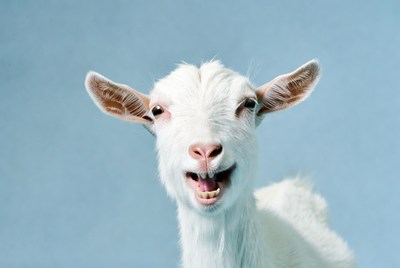 White goat laughing on blue background