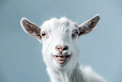 White goat smiling with teeth