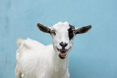 Smiling black and white goat