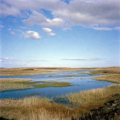 Scenic Marshland with Blue Water and Reeds