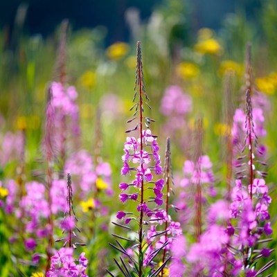Pink Fireweed Flowers in Meadow