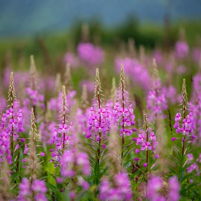 Pink Fireweed Flowers in Mountain Meadow
