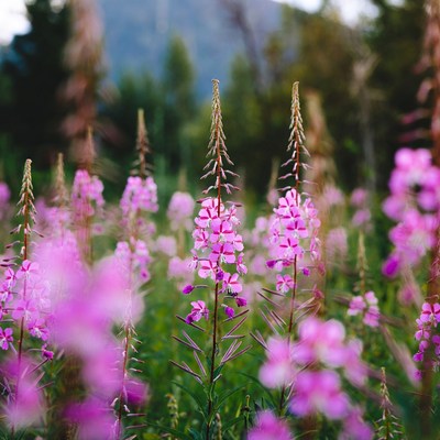 Pink Fireweed Flowers in Mountain Meadow