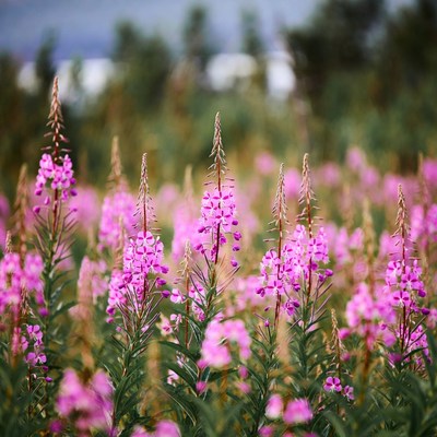 Pink Fireweed Flowers in Field