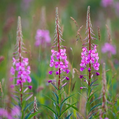 Pink Fireweed Flowers in Meadow