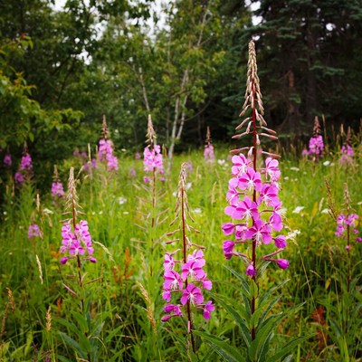 Pink Fireweed Flowers in Forest Meadow