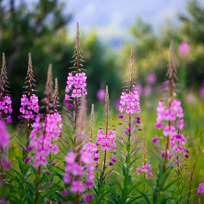 Pink Fireweed Flowers in Forest