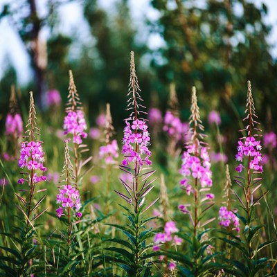Pink Fireweed Flowers in Forest