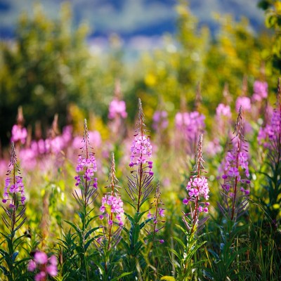 Pink Fireweed Flowers in Meadow