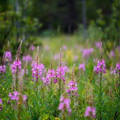 Pink Fireweed Flowers in Forest Meadow