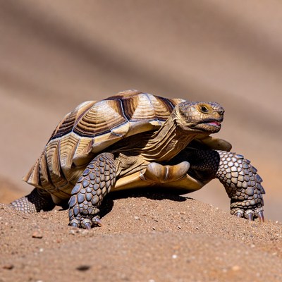 Sulcata Tortoise on Sandy Ground