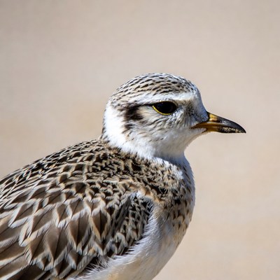 Semipalmated Plover bird profile