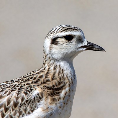 Killdeer bird profile view