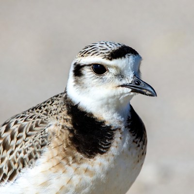Killdeer bird close-up