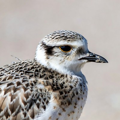 Closeup of Piping Plover bird