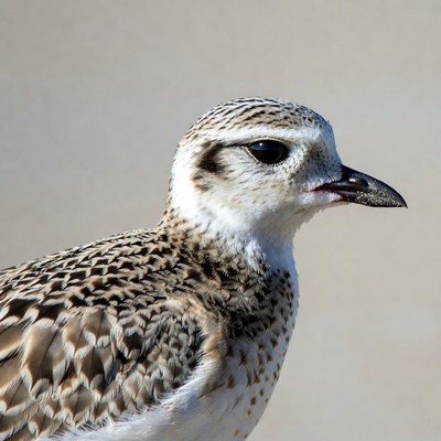 Closeup of Piping Plover bird