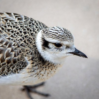 Closeup of Piping Plover bird