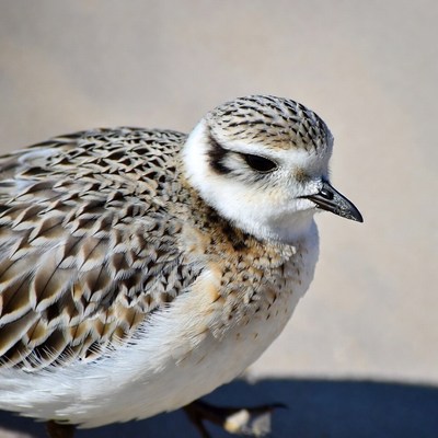 Piping Plover on Beach Sand