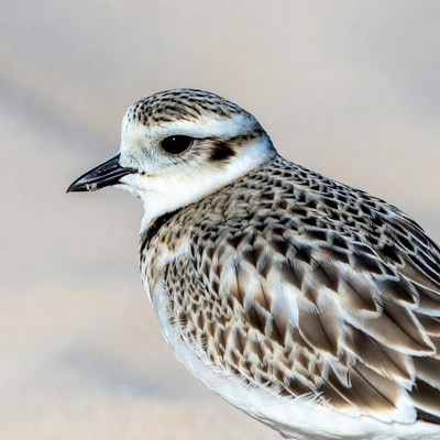 Semipalmated Plover on sand