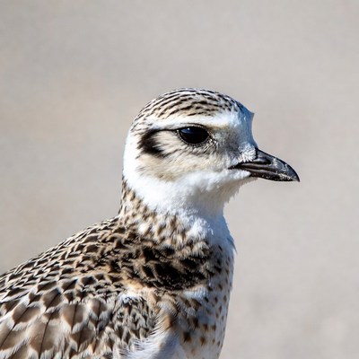 Closeup of Piping Plover Bird