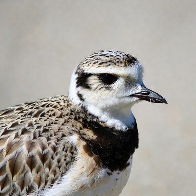 Killdeer bird close-up portrait