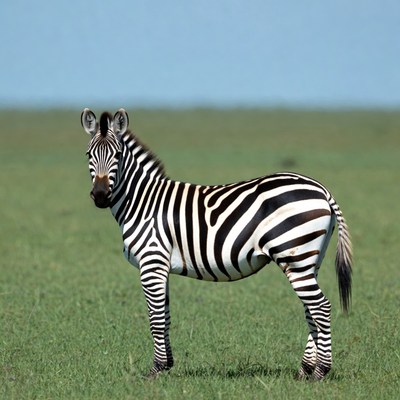 Zebra standing in grass