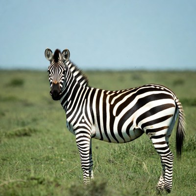 Zebra standing in grass