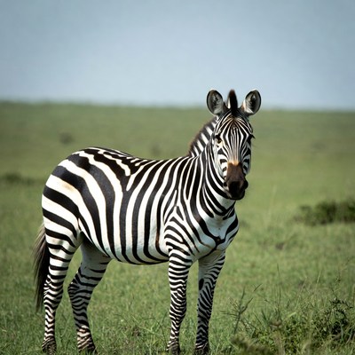 Zebra standing in green grass