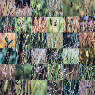 Grass and Wildflower Close-Up Mosaic