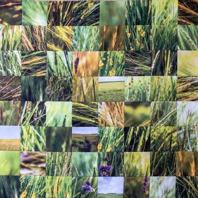 Green Wheat Grass Mosaic Collage