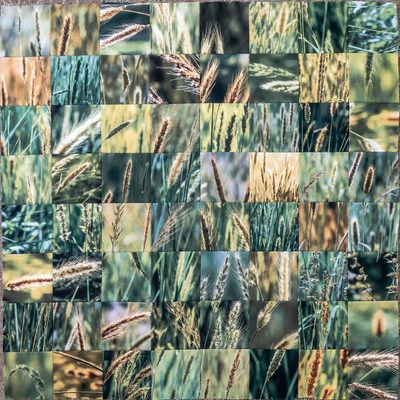 Wheat Field Mosaic Collage